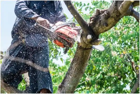 tree services Orem